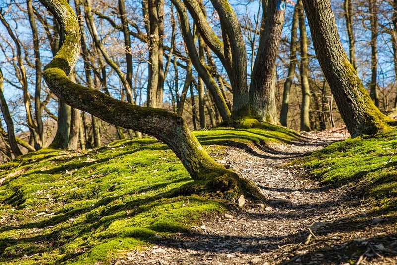 Woman walking in the forest